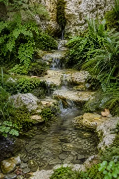 Portrait view of a rain-fed pale limestone spring terrace with clear shallow water, maidenhair ferns, emerald moss, grasses, and wet pebbles under soft overcast morning light.