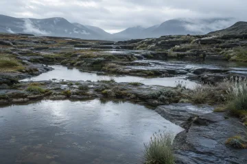 Rain-washed basalt wetland terraces with reflective pools, silver-green grasses, and misty blue-gray mountain ridges beneath an overcast sky.