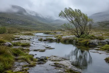 Rain-soaked limestone fen valley with reflective pools, silver-green sedges, a wind-shaped willow, and mist-covered blue-gray hills.