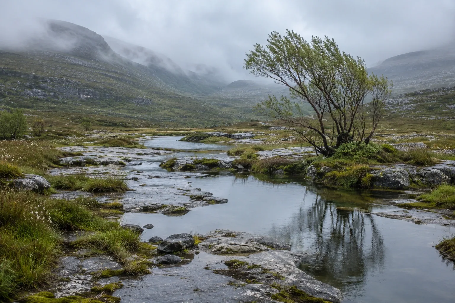 Rain-soaked limestone fen valley with reflective pools, silver-green sedges, a wind-shaped willow, and mist-covered blue-gray hills.